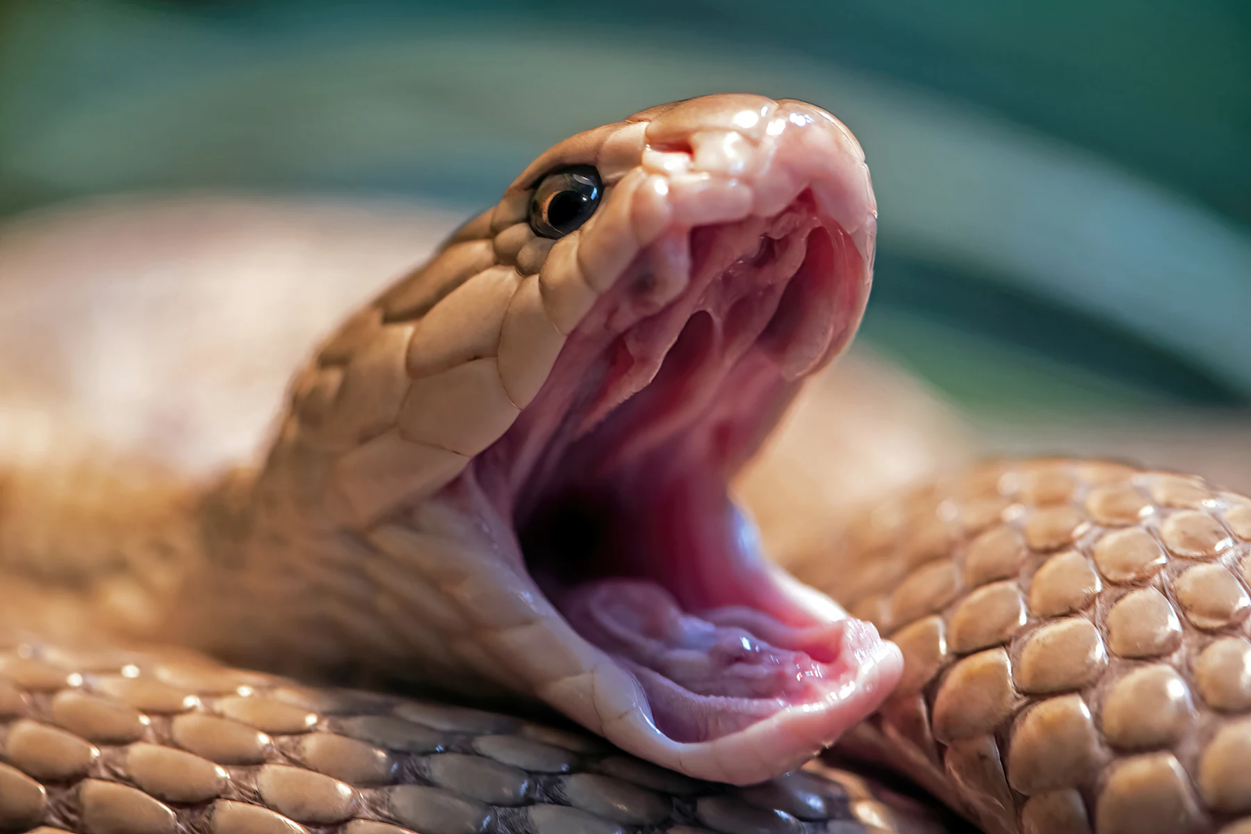 Un serpent gueule ouverte, crochets visibles.